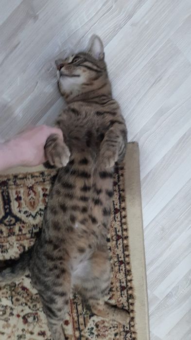 Продам кота породистого