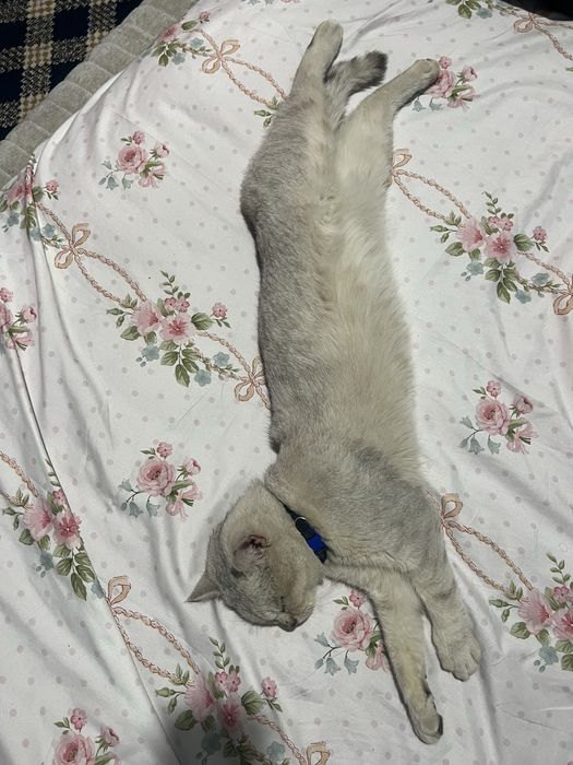 Britan serebretskaya shinshilla toza zot sotilmaydi vyazka uchun