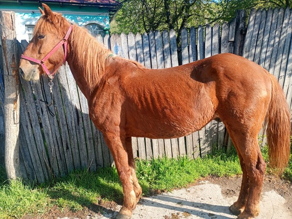 Se vinde cal castrat  de 7 ani cuminte accept orice proba