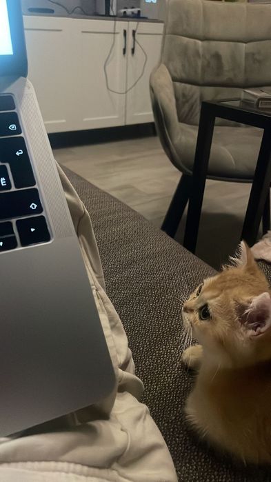 Бриташка золотой