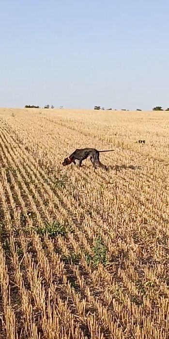 Английски пойнтер/ поинтер / пойнтерчета