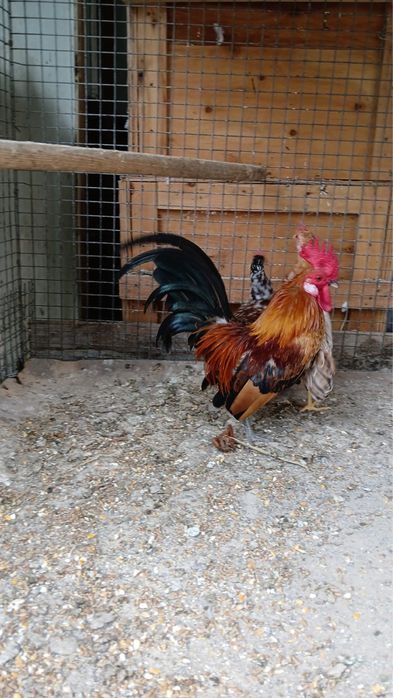 продается  карлики