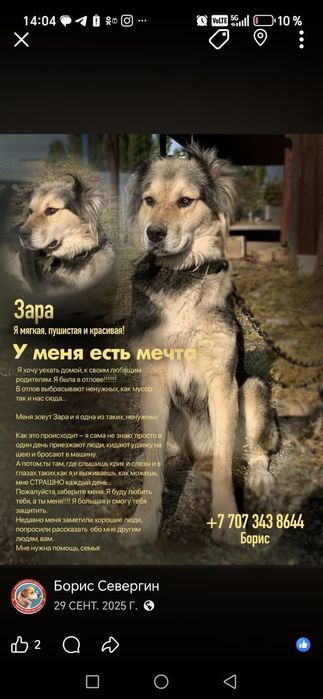 Алабай девочка 2 года стерилизованная в добрые руки