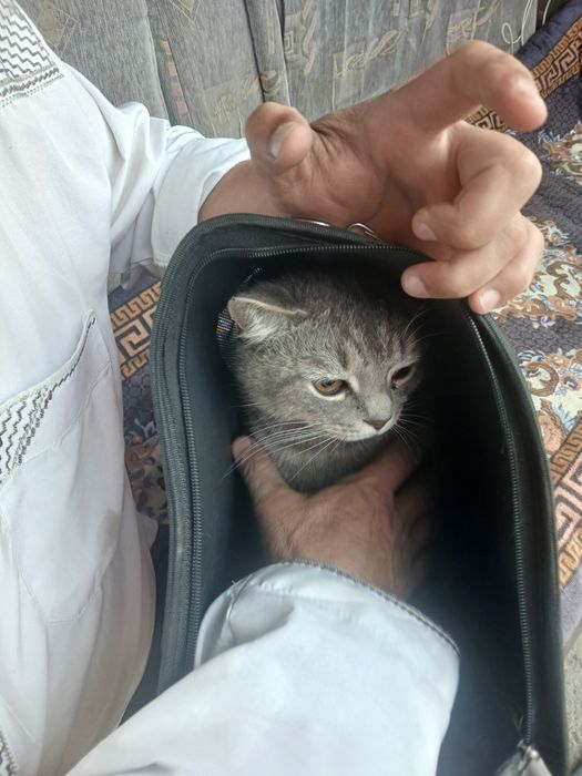 Мушук зотдор  кулранг