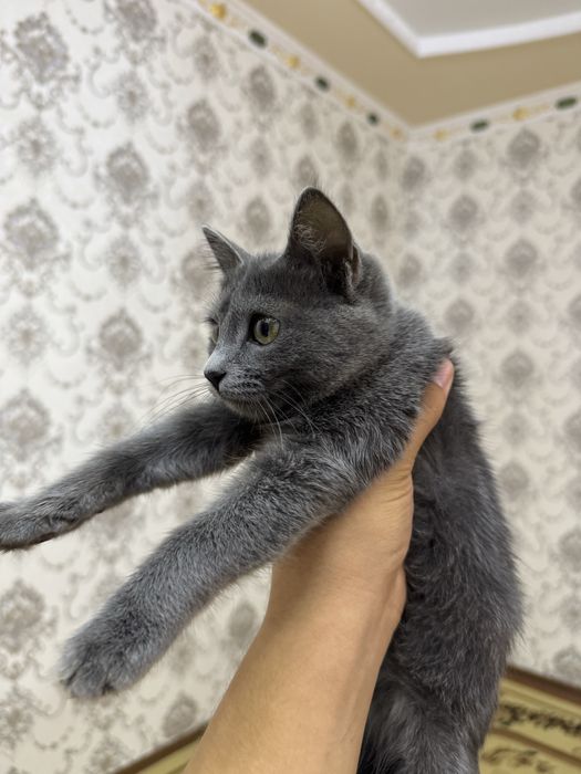 Men kochada bir etuk ayolni uchratdim, uni mast qildim va uni uyda sikdim.