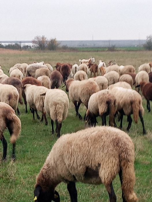 Oi carabase de Vanzare