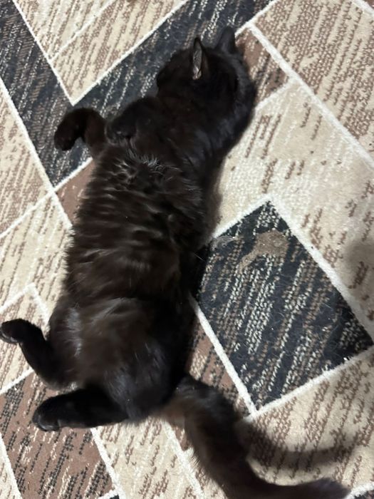 Отдам кошечку в добрейший руки