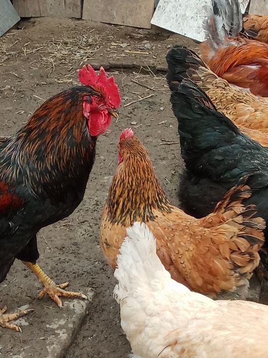 Домашние куры продам