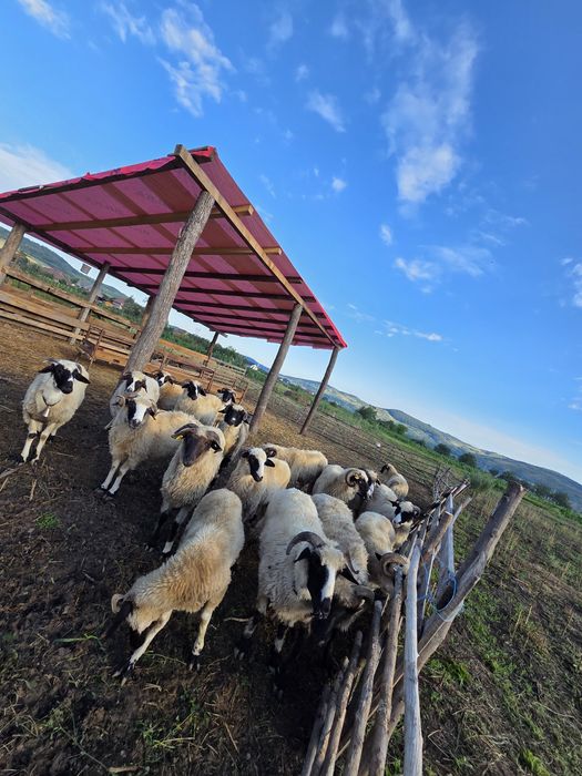 Berbecuț din oaie bună