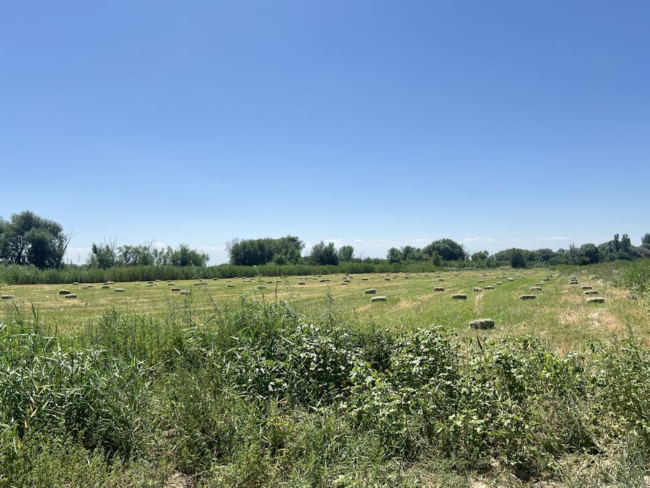 Продается  Сено с арпой