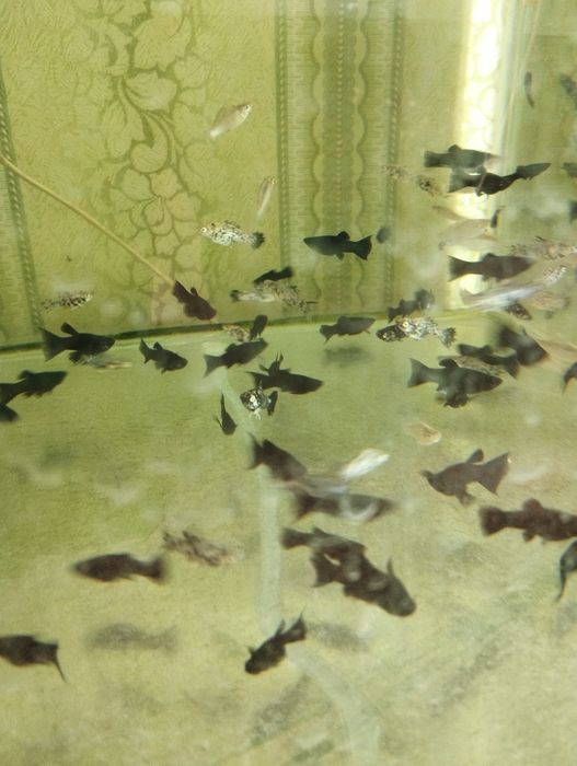 Тернеция Гло аквариумные рыбки