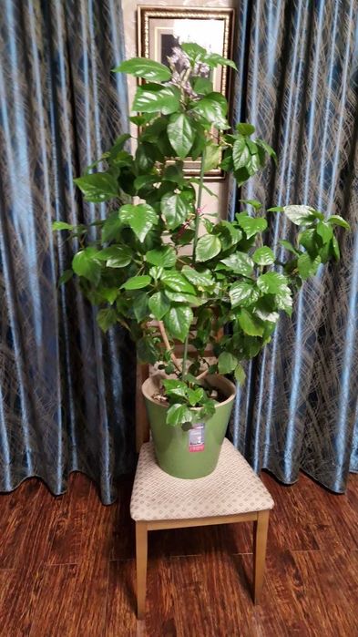 Продам  комнатное растение