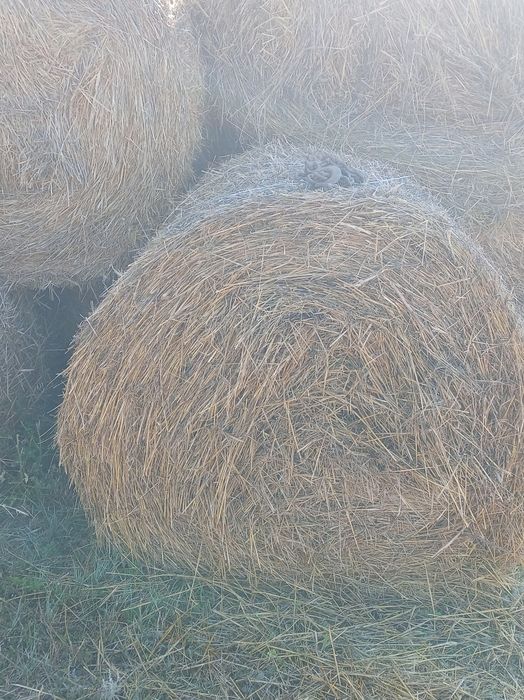 Продаётся солома