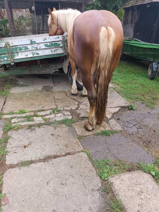 Cal de vanzare de 3 ani