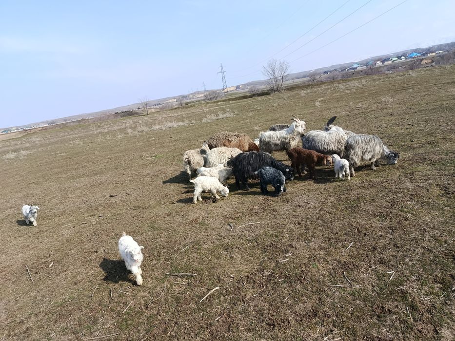 Ешкілер сатылады