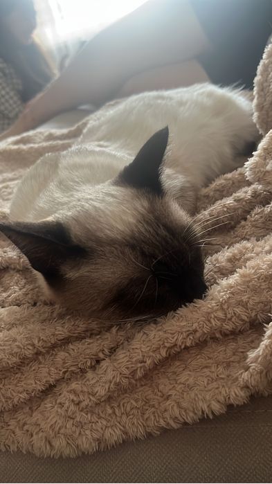 Отдам котенка в хорошие руки