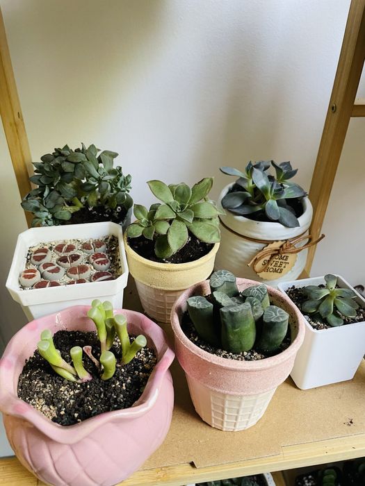 Суккулеты литопсы