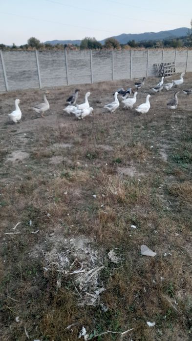 22 gaste si gascani diverse rase și metiși lor
