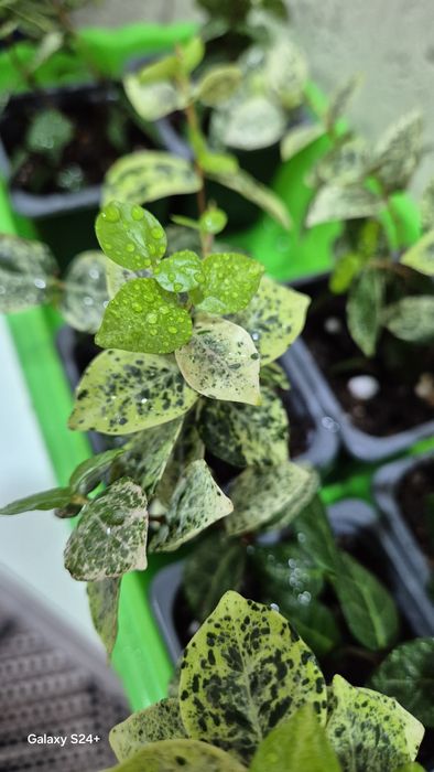 Трахелоспермум Триколор