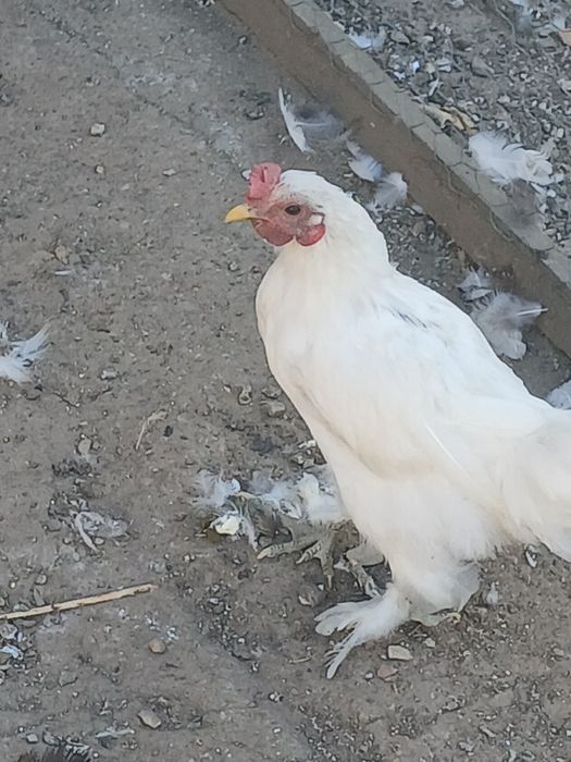 Pitici vârsta 6 luni