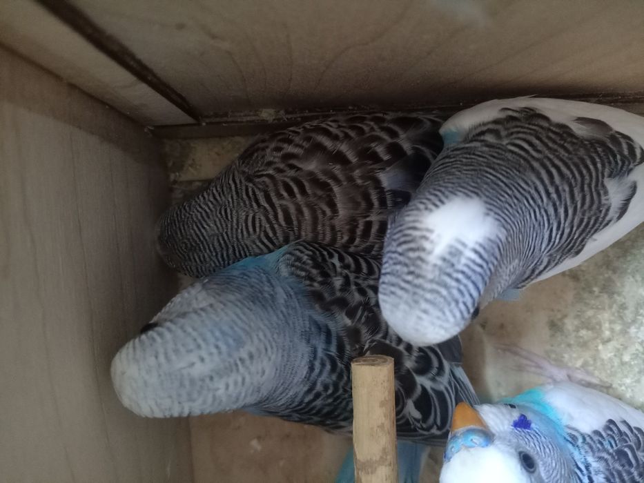 Папугайлар сатилади или обмен