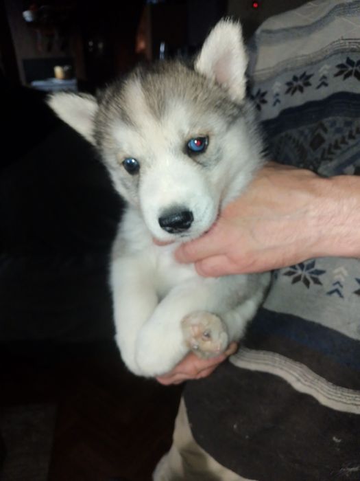 Продам щенков сибирской хаски