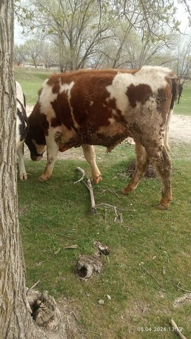 Продам быка сименталь