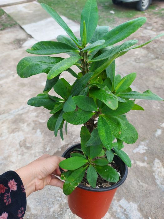 Цветы  Уй гулдерi Гул