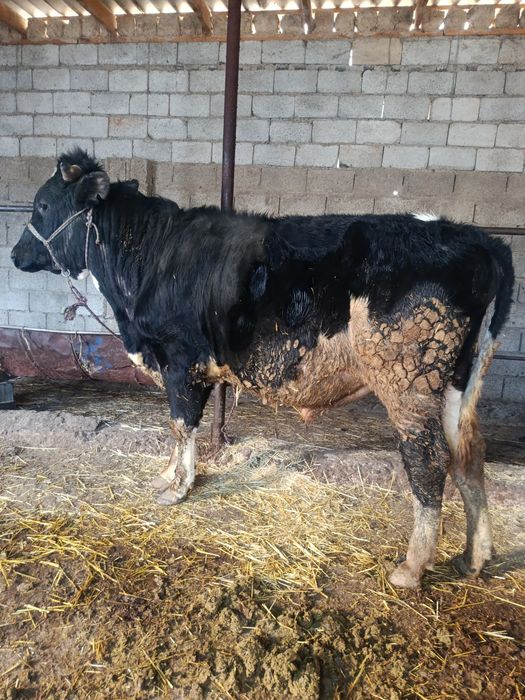 Буқа сатылады аа