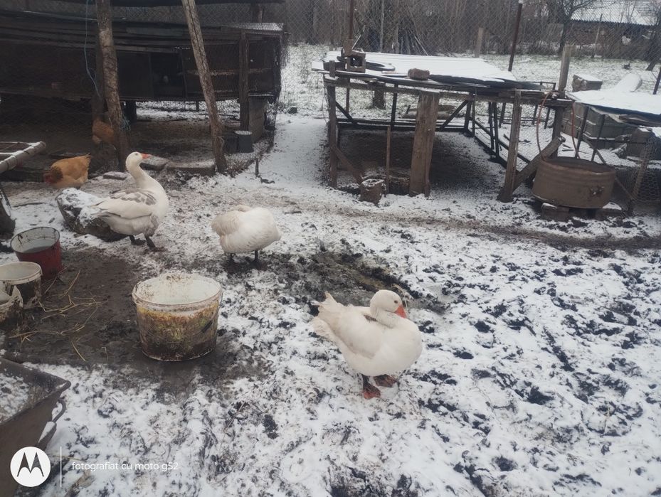 Vând 2 gâscani și 1 gașca tinere prețul 150 de lei