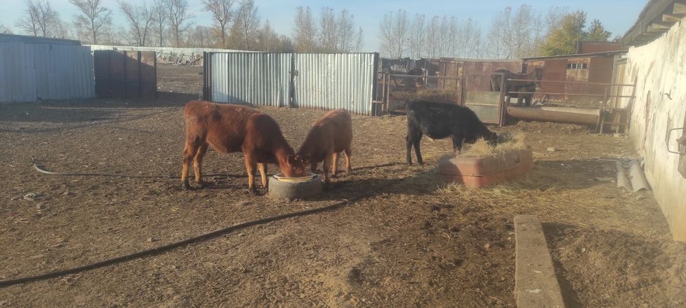 Продам телят с этого года