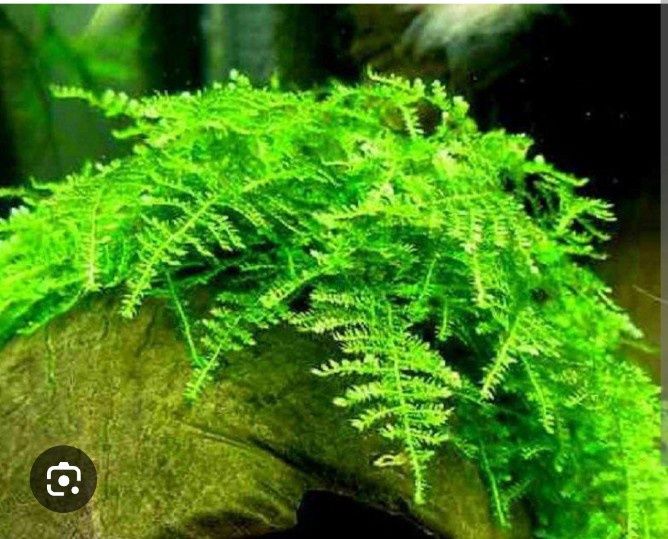 Растения для аквариума