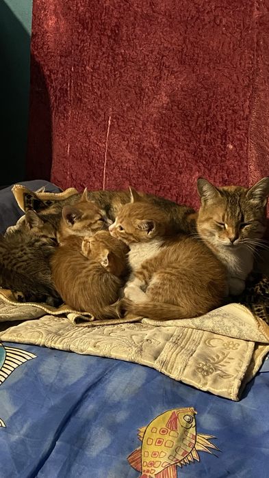 Котята крысоловы бесплатно Каскелен