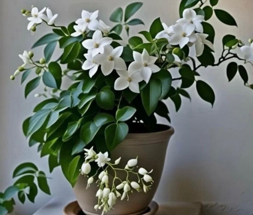 Комнатные растения