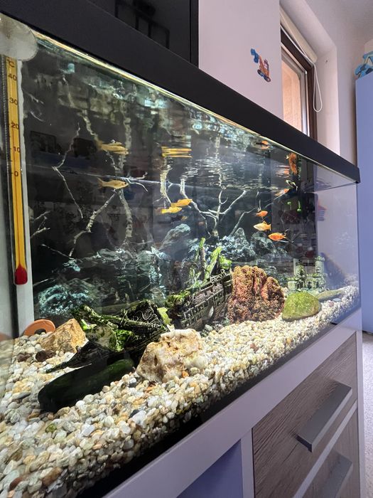 Acvariu cu pesti ornamentali