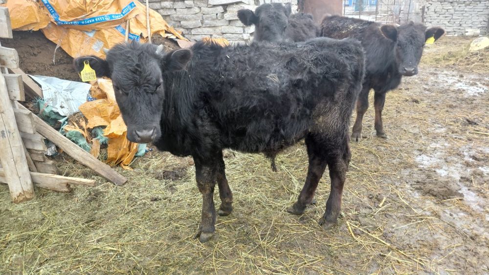 Ангус бұқаның балалары