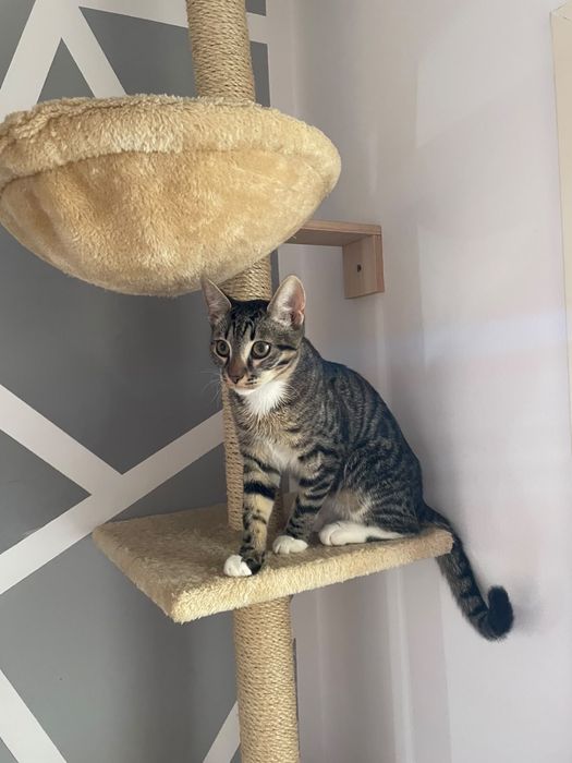 Dau spre adoptie motan