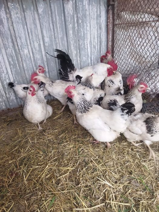 Продам куры домашние