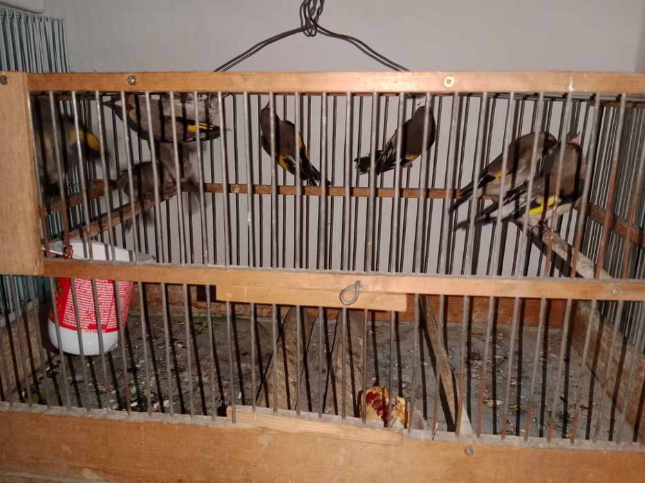 Пепельные щеглы 8шт местные