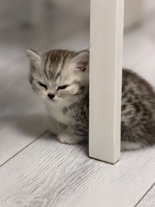 Продается котенок