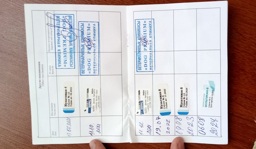 Вязка Ягдтерьера