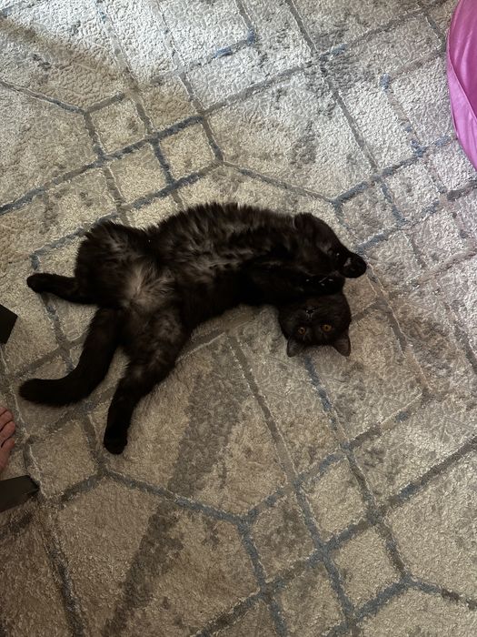 Шотландская кошка в добрые руки