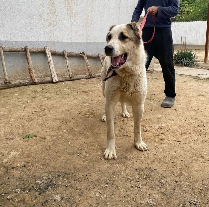 Alabay 10 oyligi sotilad