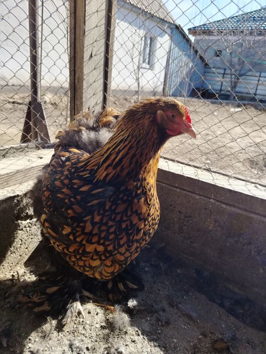 Кохинхин золотоцы