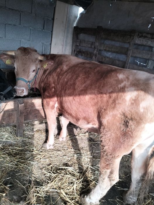 Vând  junca de 2 ani cu tot cu vitica