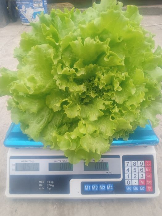 Salată creată de vânzare