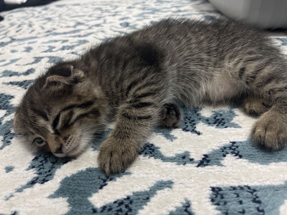 Вислоухий кот