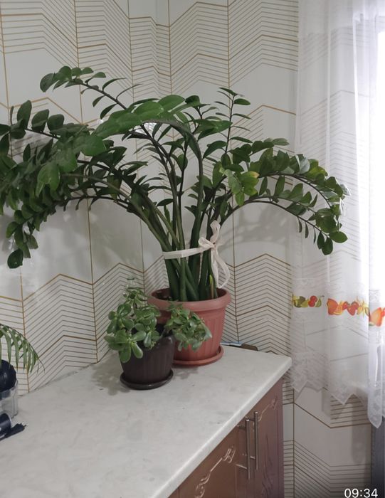 Продам комнатные  растение