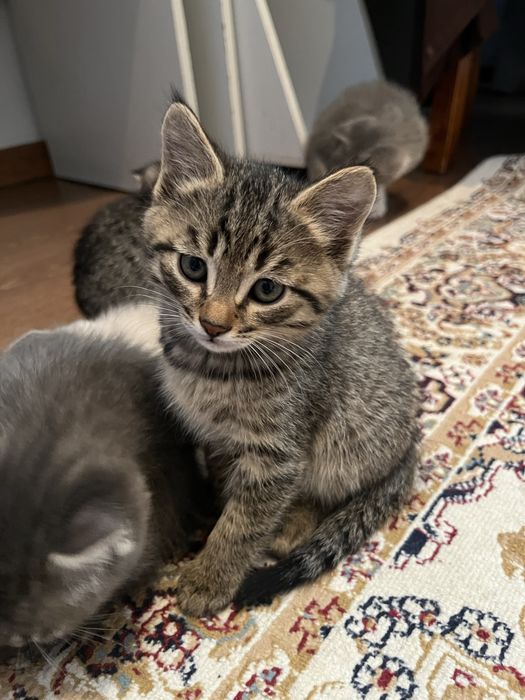 Котята, отдам в добрые руки