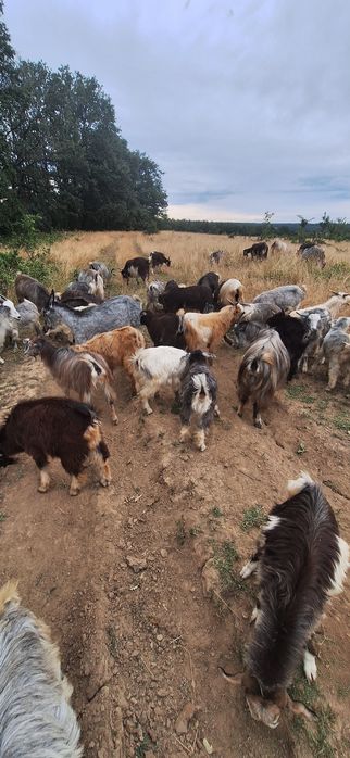 Se vînd mai mulți iezi